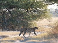 Nxai Pan NP